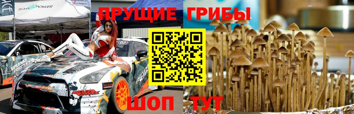 Псилоцибиновые грибы GOLDEN TEACHER  Псилоцибиновые грибы Magic Shrooms  Вход с VPN  Абинск 